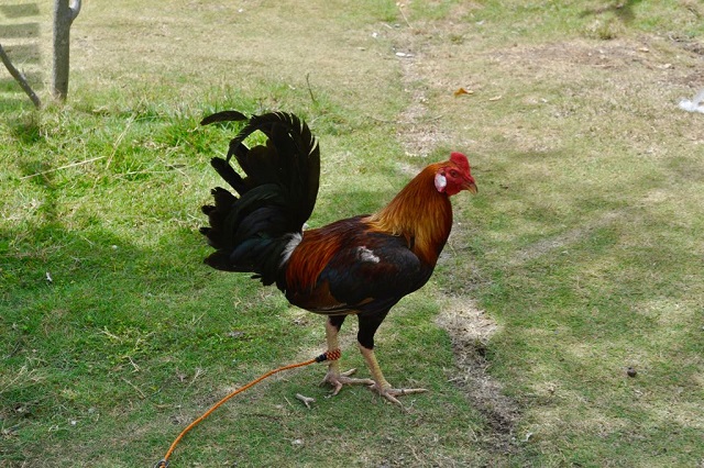 Cock in Pamilacan: fighting rooster