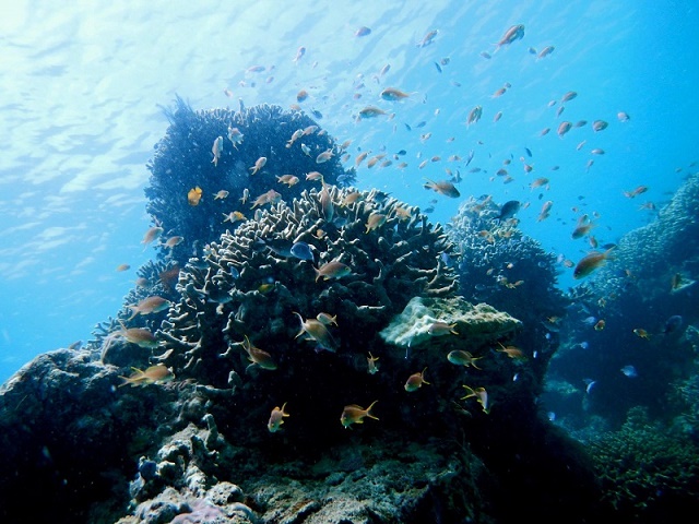 Snorkeling in Pamilacan: Corals & Fishes near Pamilacan