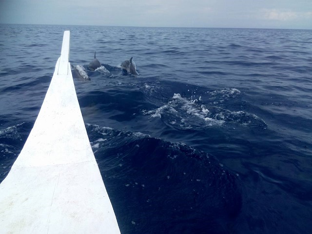 Dolphin Watching in Pamilacan with the team at Junior and Nemesia's Cottages